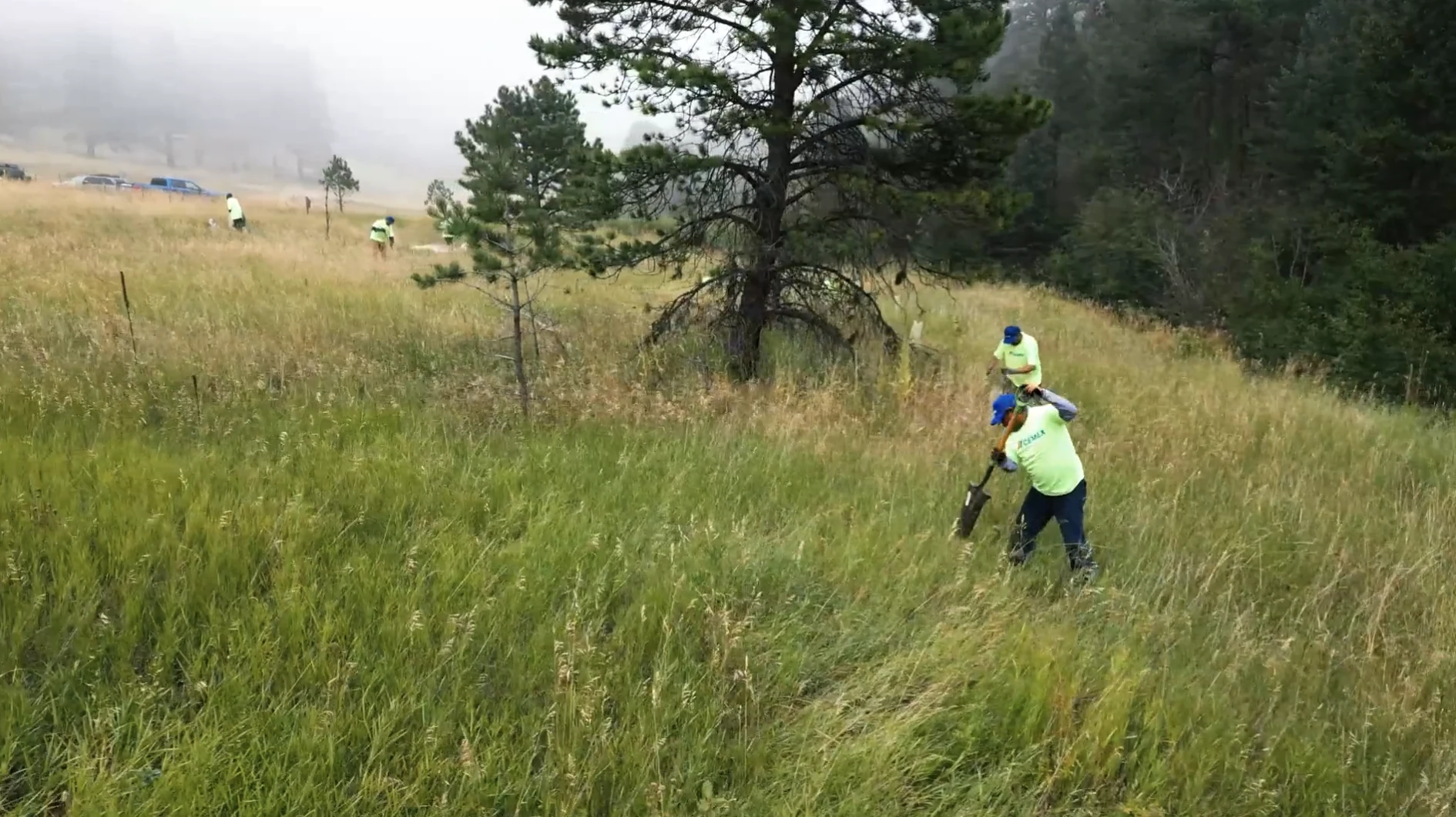 Cemex & One Tree Planted gallery