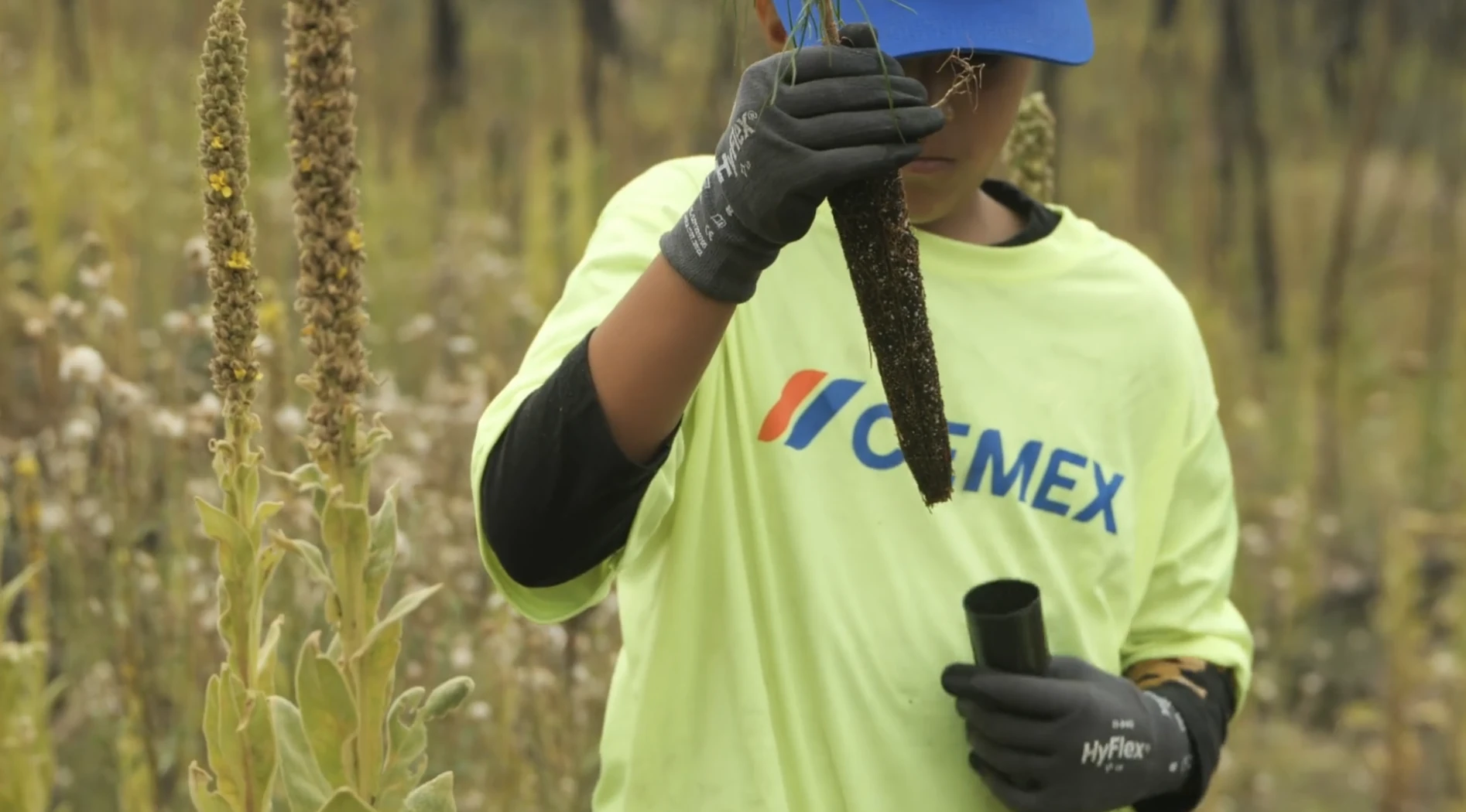 Cemex & One Tree Planted gallery