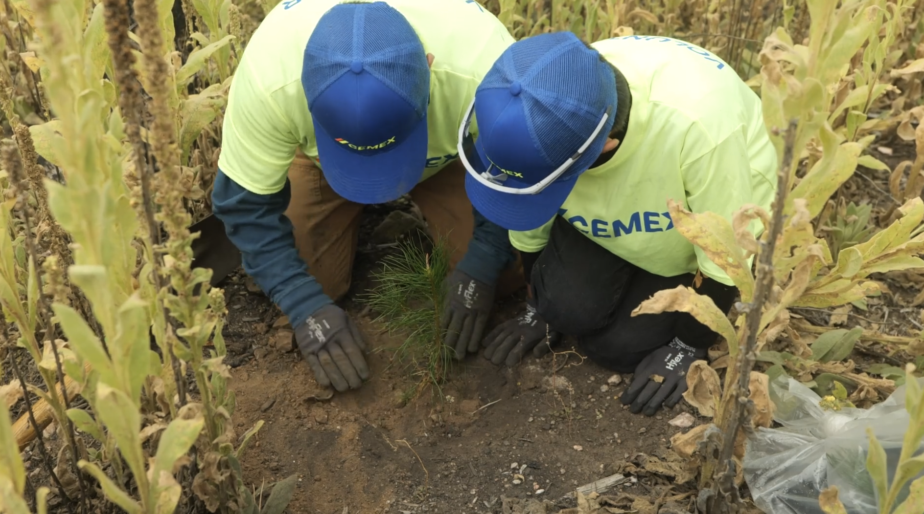 Cemex & One Tree Planted gallery